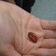 Image for article titled Taste Test: "Miracle fruit"